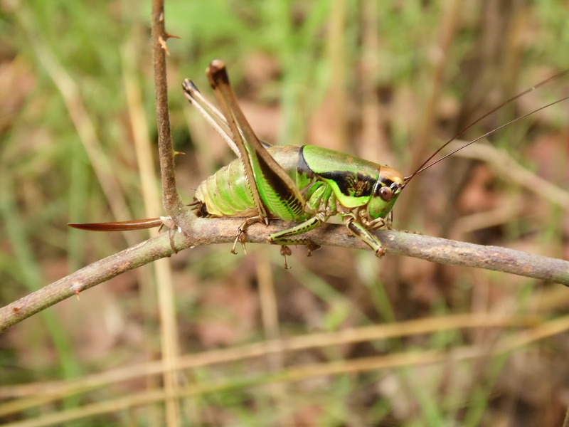 Eupholidoptera chabrieri